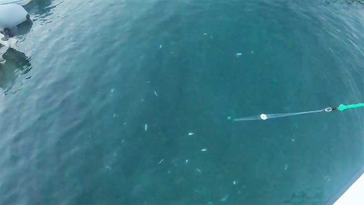 catching pilchards and sardines with a cast net