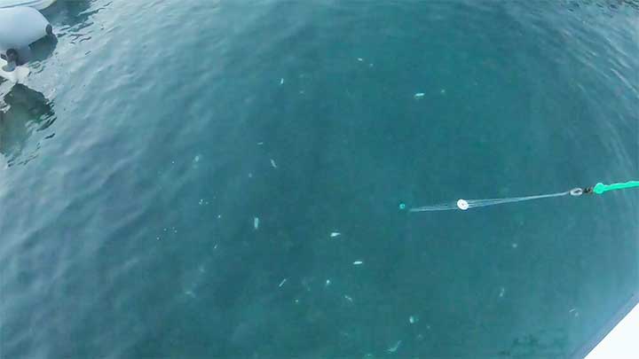 catching pilchards and sardines with a cast net