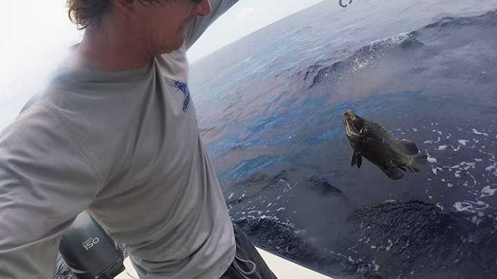 cody releasing a triple tail fish that was caught tripletail fishing