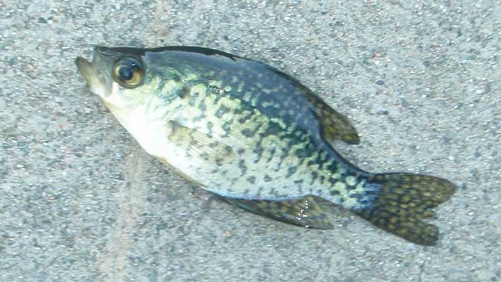 crappie caught near structure in a small lake