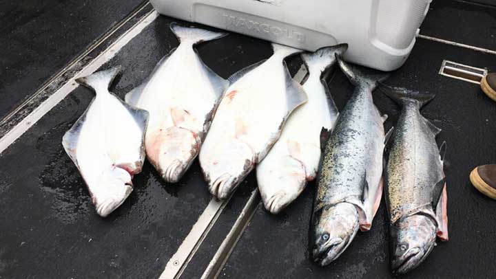 halibut and king salmon caught on a fishing trip
