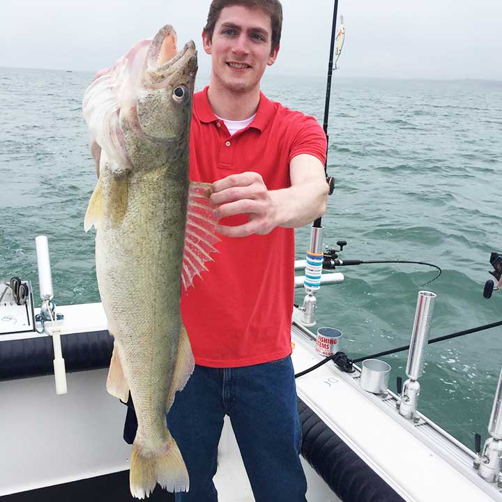 huge walleye caught in lake erie while trolling with deep diving lures