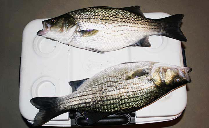 hybrid striped bass caught on alewife shad bait