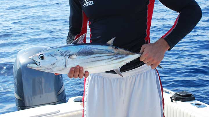 kevin holding a skipjack tuna