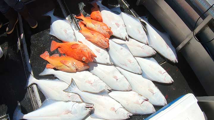 many halibut caught using bait and halibut rigs