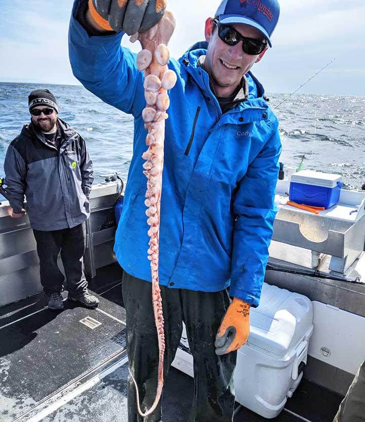 octopus tentacle the best halibut bait