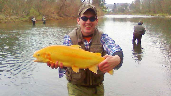 palomino trout golden rainbow or albino trout