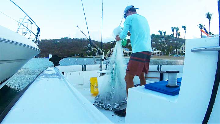 putting bait from cast net in livewell