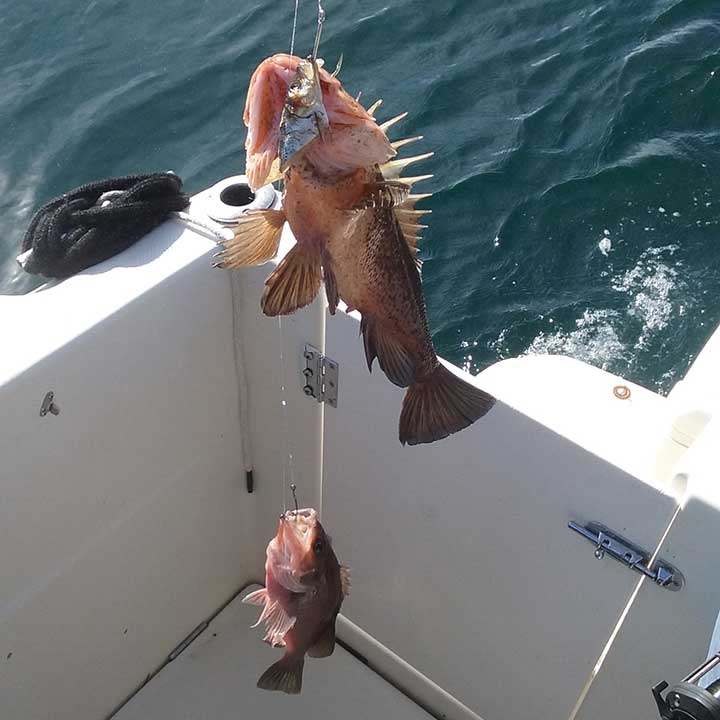 rockfish caught on a double bottom fishing rig