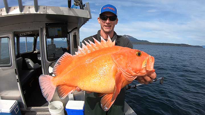 rockfish caught on a salmon rig