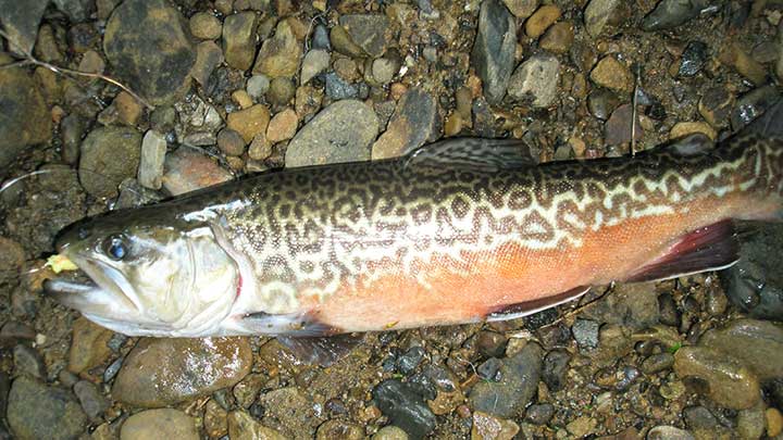 tiger trout caught with powerbait the best trout bait