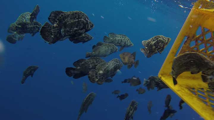 tripletail fishing offhsore near yellow crate loaded with triple tail fish