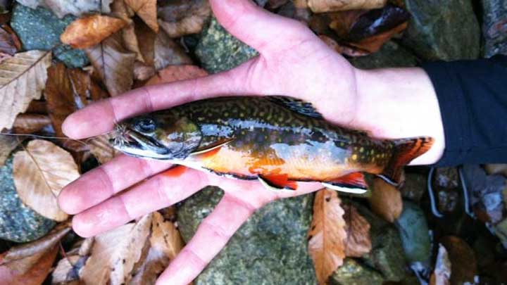 trout caught on a mosquito fly