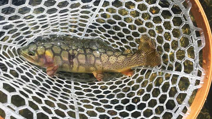 trout in a trout net