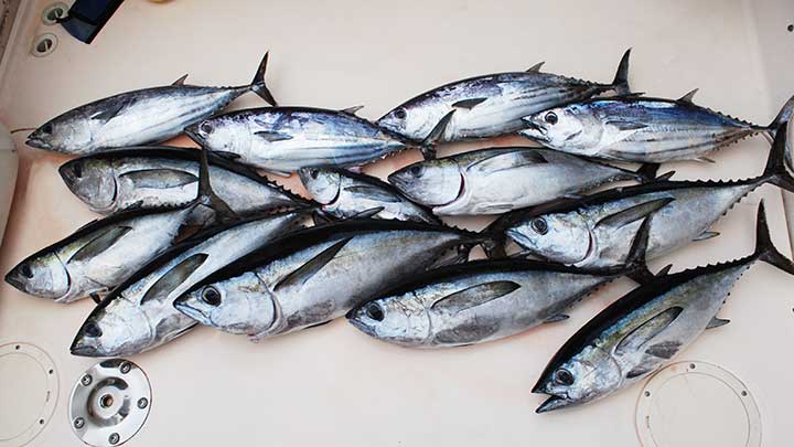Bluefin TUNA!!! 7" Tuna Feather Wahoo Rigged with SS Yellowfin 