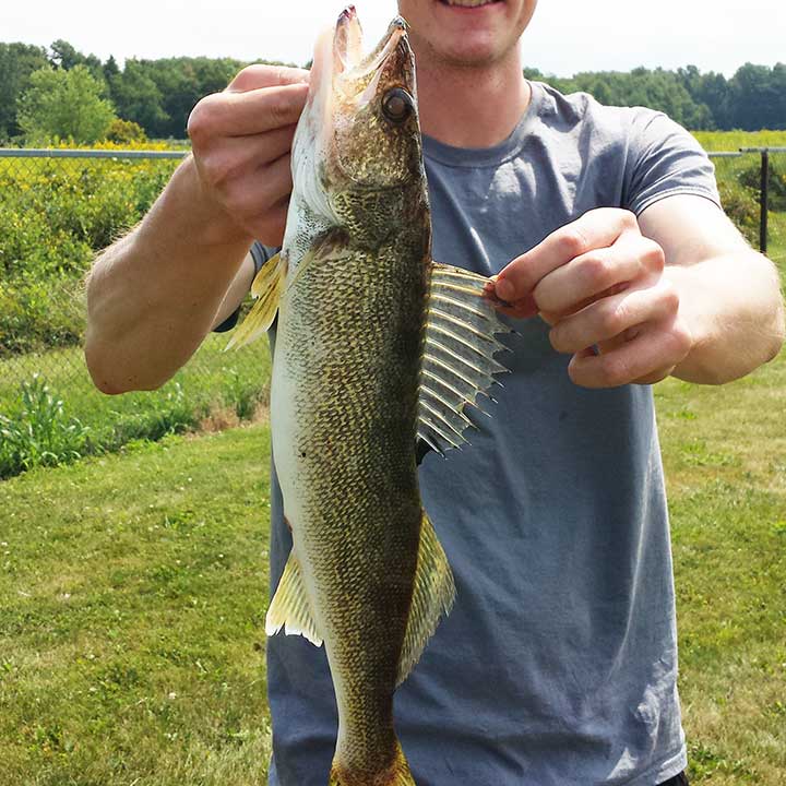 walleye caught in lake erie on a plug lure