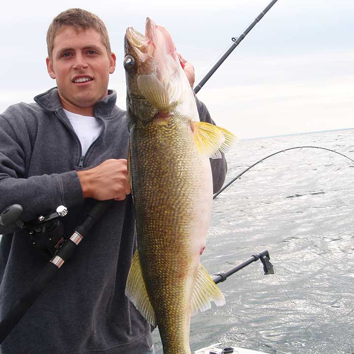 walleye caught while trollig with a downrigger on a fishing charter