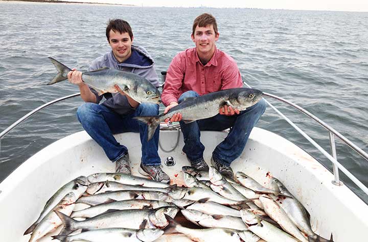 big bluefish caught with lures and bait in new jersey