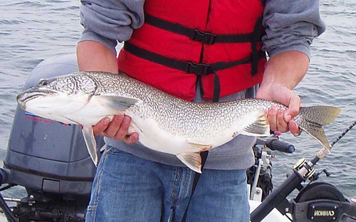 big lake trout caught while trolling for king salmon