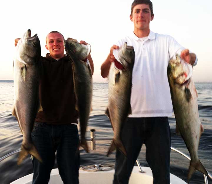 bluefish caught using lures and bunker the best bluefish bait