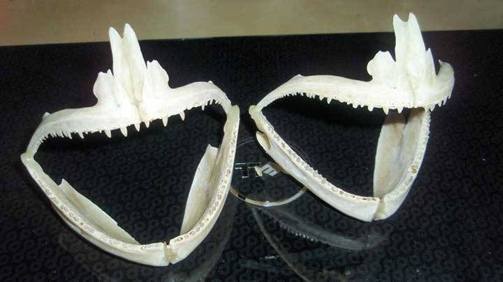 bluefish jaws and teeth