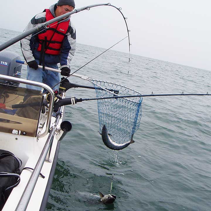 coho salmon and king salmon caught on a downrigger