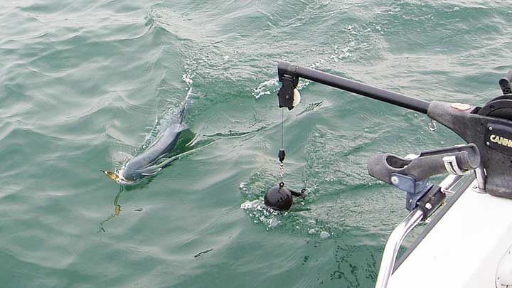 freshwater salmon caught trolling in the great lakes