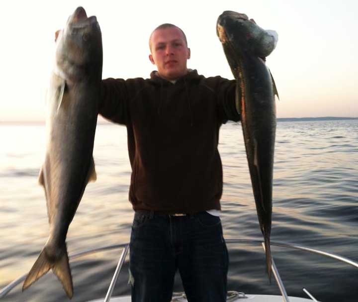 huge bluefish caught with swim jigs and lures