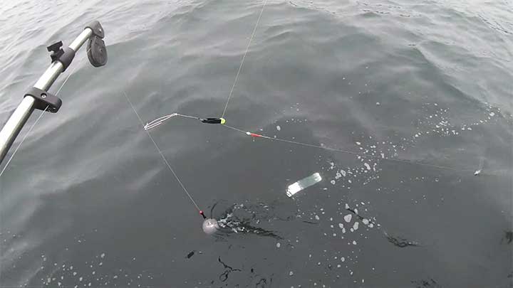 Trolling with a downrigger flasher and bait