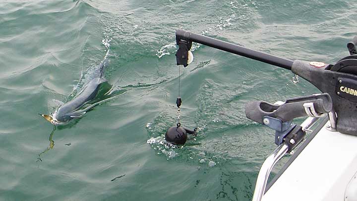 catching fish with a downrigger