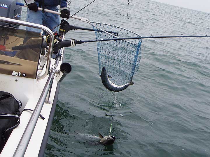 salmon caught with a downrigger