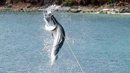 best tarpon lures post