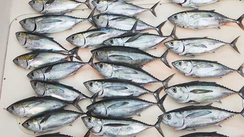 best tuna lures post