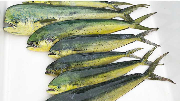 mahi mahi unprotected on mahi lures and bait