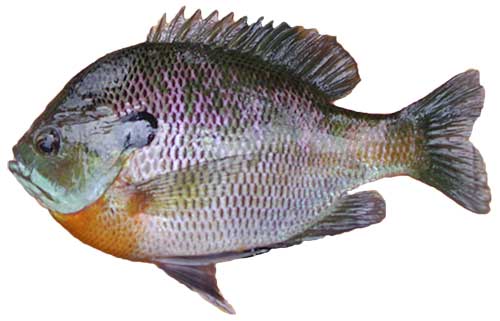 Bluegill