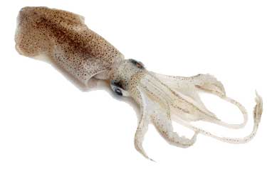 Fresh squid for saltwater bait