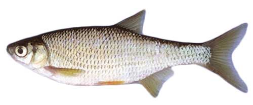 Golden Shiner