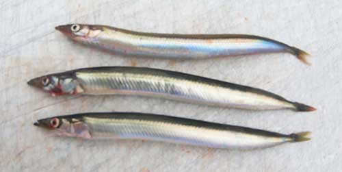 Sand Lance or Sand Eel or Needle Fish