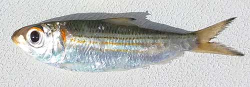 Scaled Sardines or Threadfin Herring