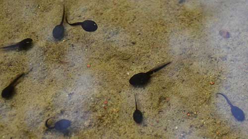 Tadpoles