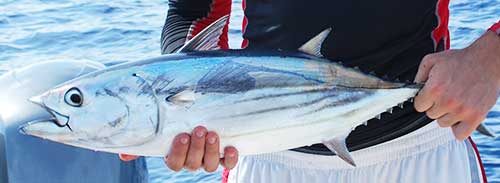 bonito skipjack tuna