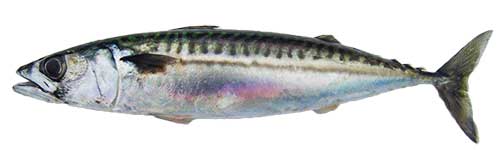 mackerel baitfish