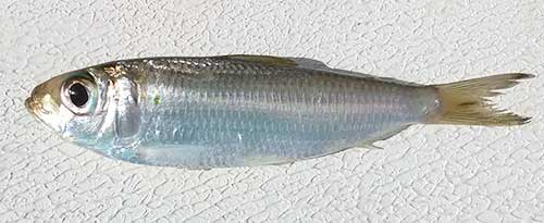 pilchard identification picture