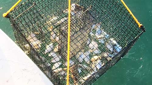 pinfish trap