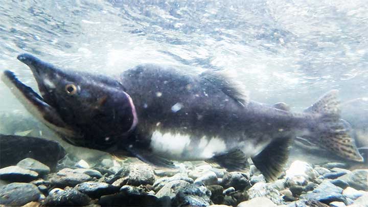 pink or humy salmon swimming in river