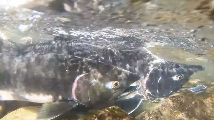 pink salmon in alaska river