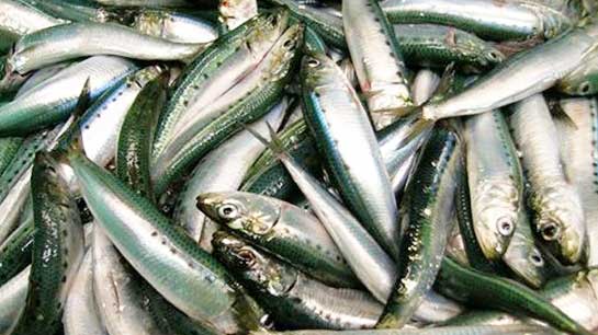 sardines for bait