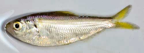 thredfin shad