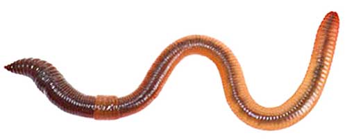 worm