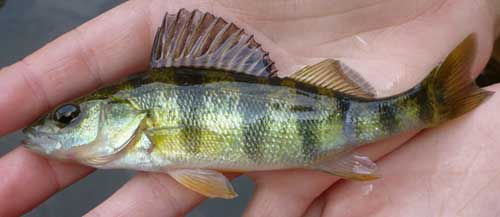 yellow perch